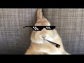 When My Rabbit Gets Too Lucky