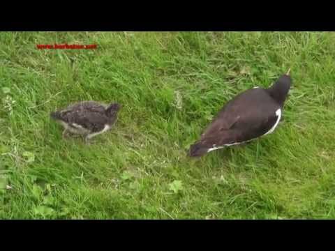 Ostrero ( Haematopus ostralegus ) Oystercatcher parte I
