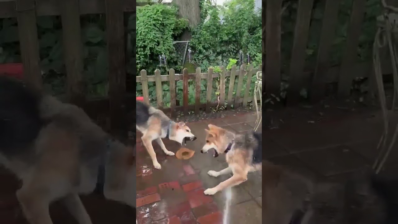 Carter, a Adoptable German Shepherd Dog in Bartlett, TN video 6/6