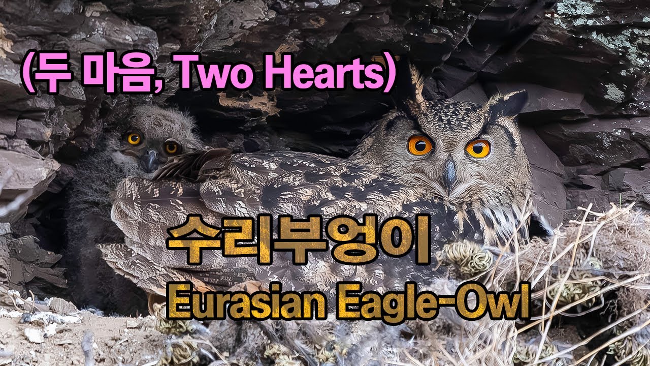 수리부엉이 유튜브 썸네일