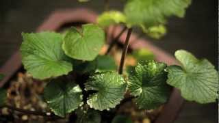 James Wong Wasabi Plants from Suttons Seeds