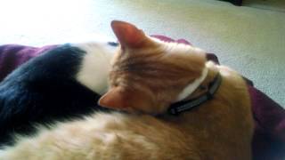 My boys making out!lol