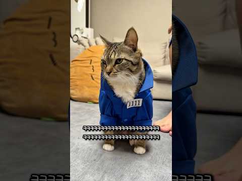 깜빵 들어간 고양이