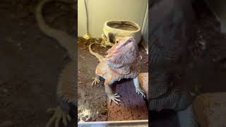 ペロちゃんの朝ごはん#reptiles #フトアゴヒゲトカゲ #animals