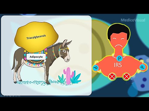 Insulin Resistance part 3: DAG/PKC Signalling and Role of Cytokines (Adipokines) - Diabetes Mellitus