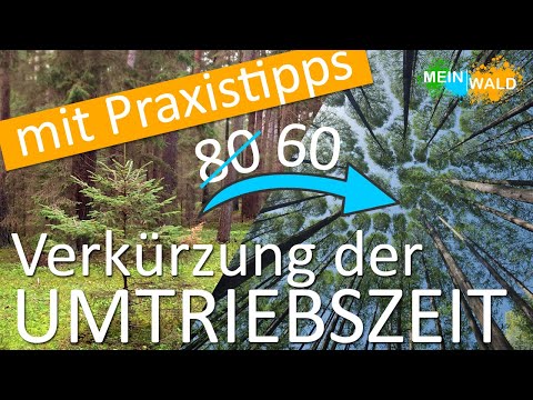 Kann man Bäume schneller ernten? 🌱🌲 Wo liegen die Vorteile?