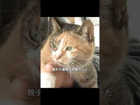 野良猫を保護した女性、その猫は家の中でこっそり子育てしていた、飼い主は何も知らなかった#shorts #動物解説