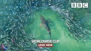 Shark devours wall of mullets  - Seven Worlds, One Planet | BBC Earth
