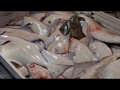 3A Halibut Trip, How To Longline For Halibut