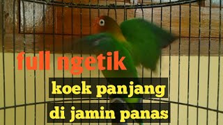 Download lagu FULL emosi!!! LOVEBIRD ngetik koek panjang cari lawan.ampuh memancing lovebird anda supaya ngekek mp3