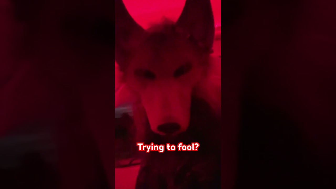 (OC lore) #shorts #lore #ocs #furry