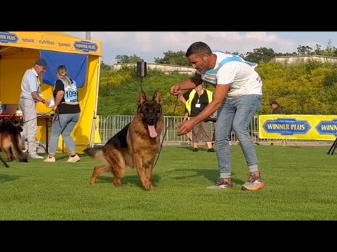 KRATOS VOM ZELLWALDRAND - BSZS Nürnberg 2024 - Individual Round