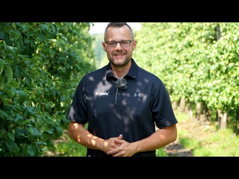 Duża presja ze strony miodówki – jak ją zwalczyć?