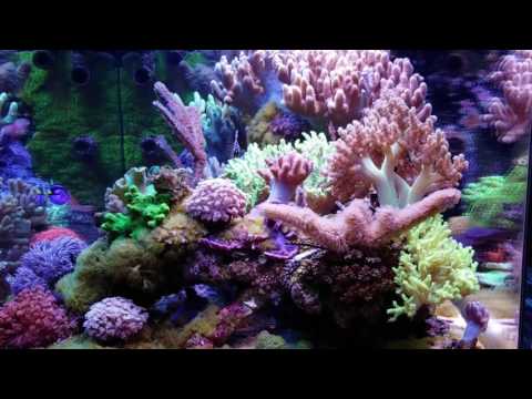 MikeC softie/LPS reef tank