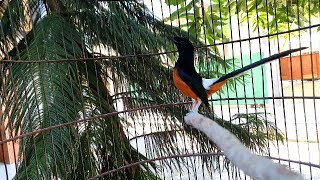 Download lagu Jelas murai batu lain SEKETIKA MERESPON dan NYAUT kalau dipancing dengan murai ini mp3 Download lagu Jelas murai batu lain SEKETIKA MERESPON dan NYAUT kalau dipancing dengan murai ini mp3