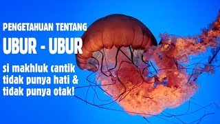 Download lagu [SCIENCE CLASS] Video edukasi anak tentang dunia bawah laut ubur ubur si hewan laut yang cantik mp3