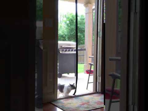 Magnetic screen door allows cat dog pets to walk through