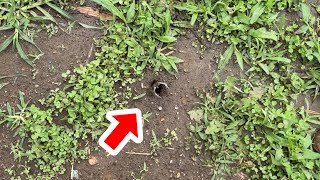 名前よ笑 - 庭からクワガタが生えてきた