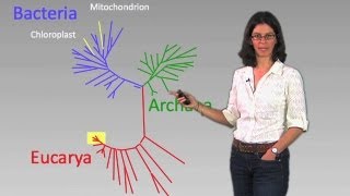 Phylogenetic diversity of microbes - Dianne Newman (Cal Tech/HHMI)