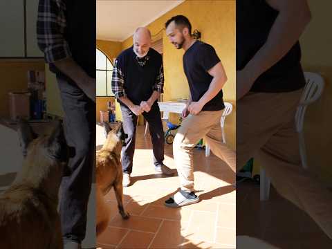 Ellie's self control #elliedog #malinois #andreamartini #belgamalinois