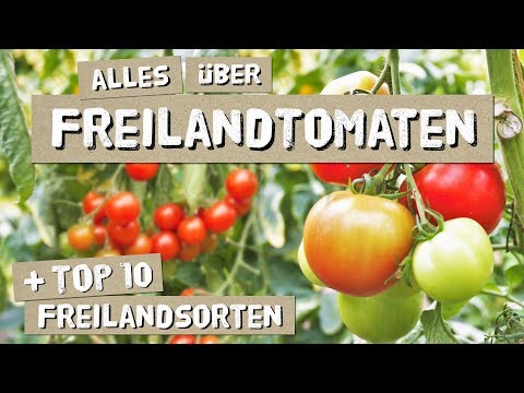 , title : 'Freilandtomaten - Anbau, Tipps, Sorten - Tomaten anbauen'