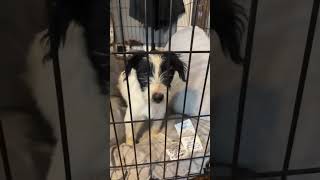 Video preview image #1 Mutt Puppy For Sale in Grafton, WI, USA
