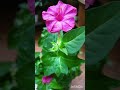 4 o'clock plant, evening plant😍🤩 Mirabilia jalapa💯