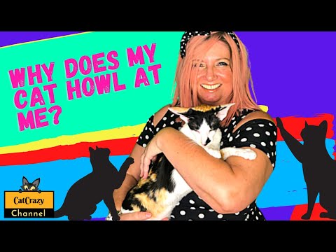 😻 CatCrazy: Why does my cat howl at night?