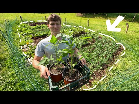 A Full Year in Our Garden - How Much Food Can We Grow?