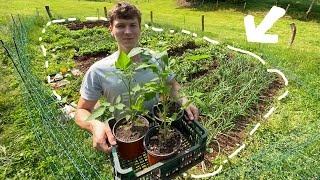A Full Year In Our Garden - How Much Food Can We Grow?