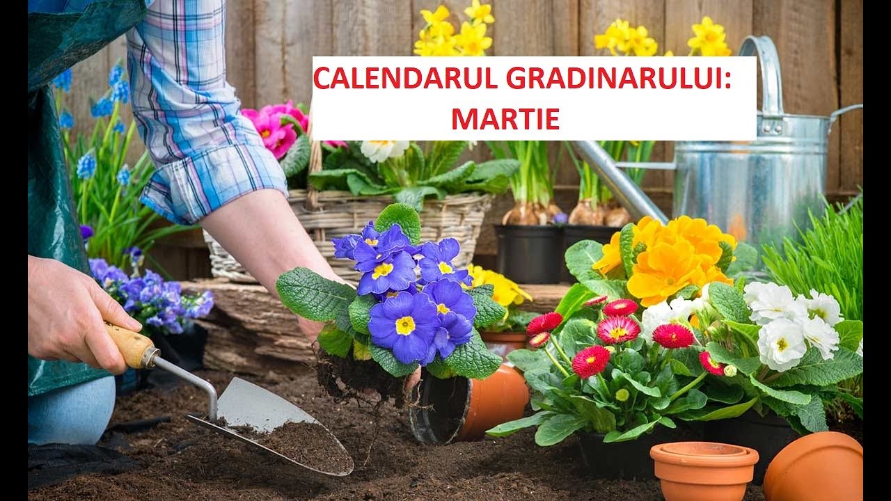 Calendarul grădinarului- MARTIE. Ce semănăm în martie și cum ne pregătim stratutile pentru semănat