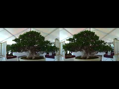 Stereoscopic - Rocky Mountain Bonsai Society - Show - Sept 4th 2022 - 4