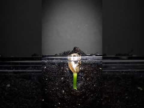 Sunflower time-lapse