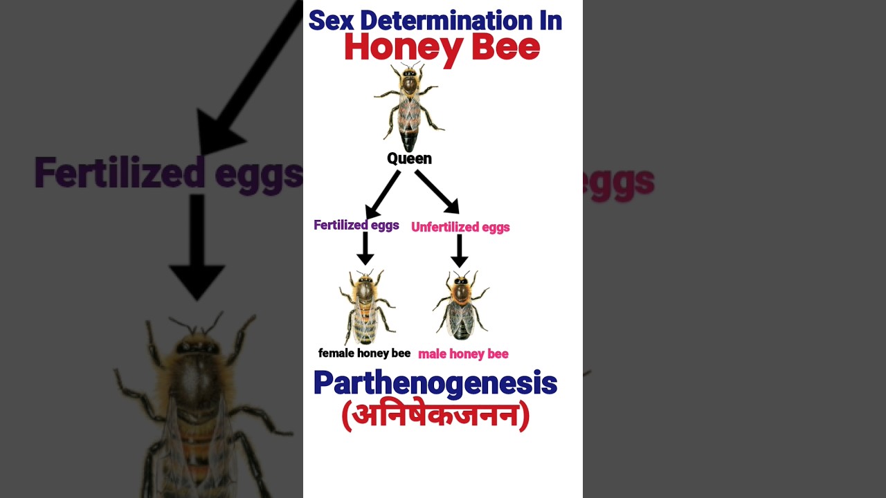 Sex Determination In Honey Bees | Principle Of Inheritance And Variation | Class 12 Biology