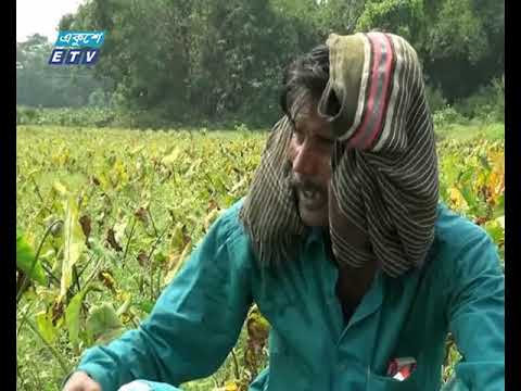 গেল বছর আর্থিকভাবে লাভবান হওয়ায় চলতি বছর লক্ষ্যমাত্রারও বেশি কচুর আবাদ করে মেহেরপুরের চাষিরা