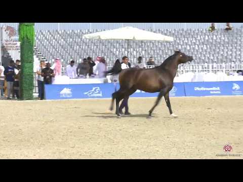N 263 MIETEOR ARABCO   Asharqia Arabian Horse Classic 2020   Stallions 4 6 Years Old Class 10A