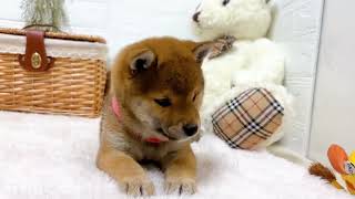 柴犬の動画02