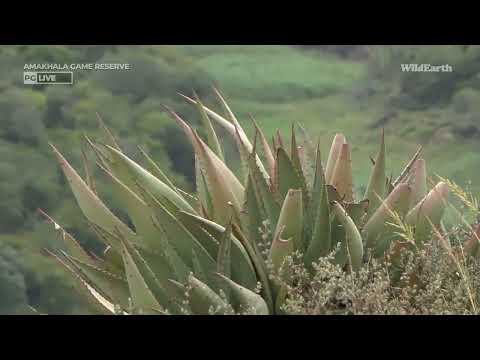 Escape To Nature - 03 February 2023