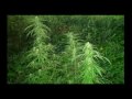 Ich rauch mein Ganja ***Seed feat. Benjie*** 