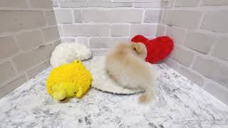 ハーフ犬の動画01