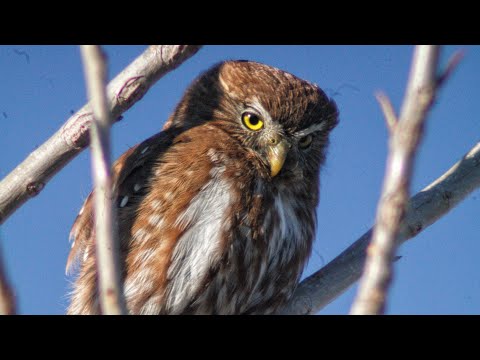 Cabure chico (Glaucidium brasilianum) en Colonia los Manantiales - San Luis.