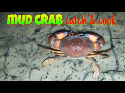 vlog439- Mabilis Nakarami ng Alimango Part 1