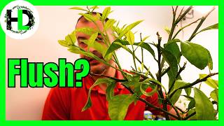 How I Rescued My Over-Fertilized Plants