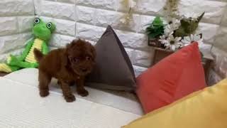 トイプードルの動画01