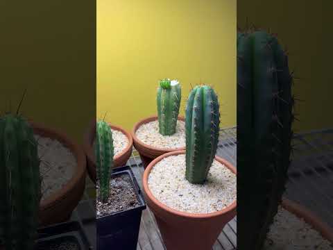 Should you grow psychedelic cacti like San Pedro indoors or outdoors?