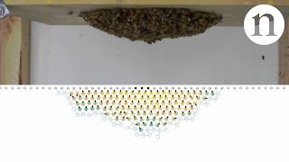 Our recent honeybee swarm study is featured in Nature video