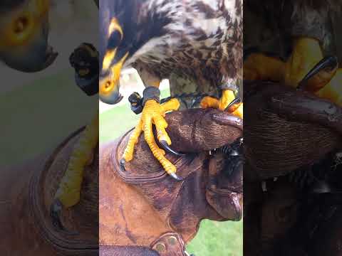 SHARP PEREGRINE FALCON TALONS CLOSEUP