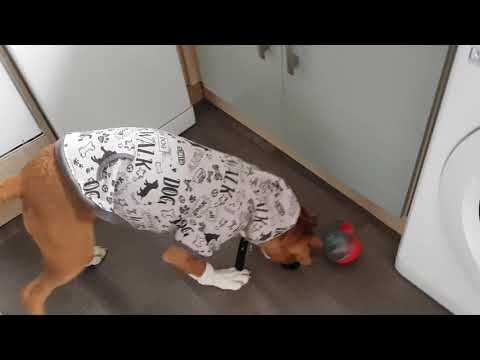 Boxer puppy Rico plays with Kong shell. (muszla, smakula) (11)