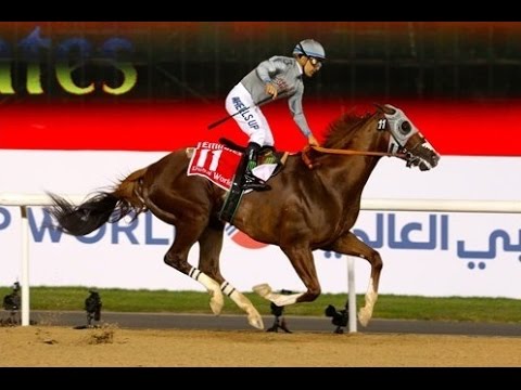 California Chrome  - Road to Dubai 2016