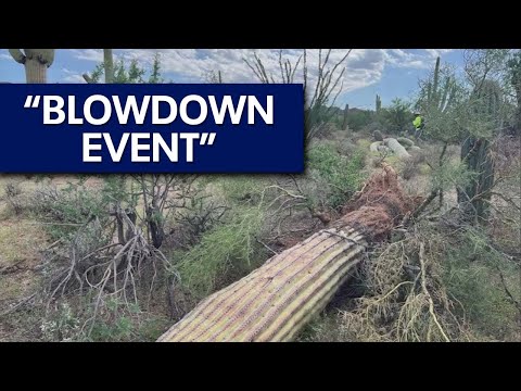 Hundreds of saguaros have toppled at Saguaro National Park